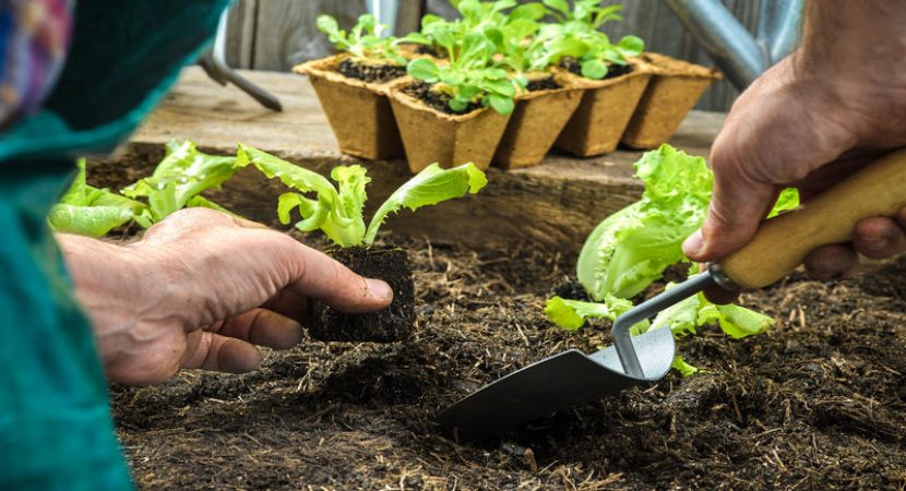 Treating Your Hibiscus Flower Plant Like It Deserves in Homestead, FL