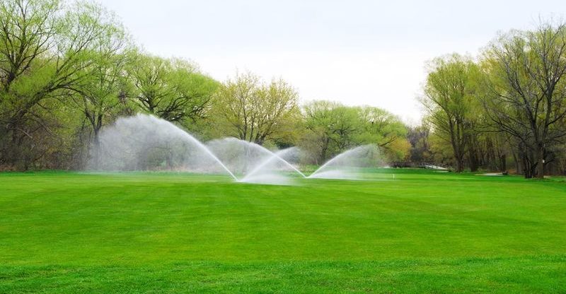 Convincing Reasons to Invest in Landscaping Fountain Grass in Florida