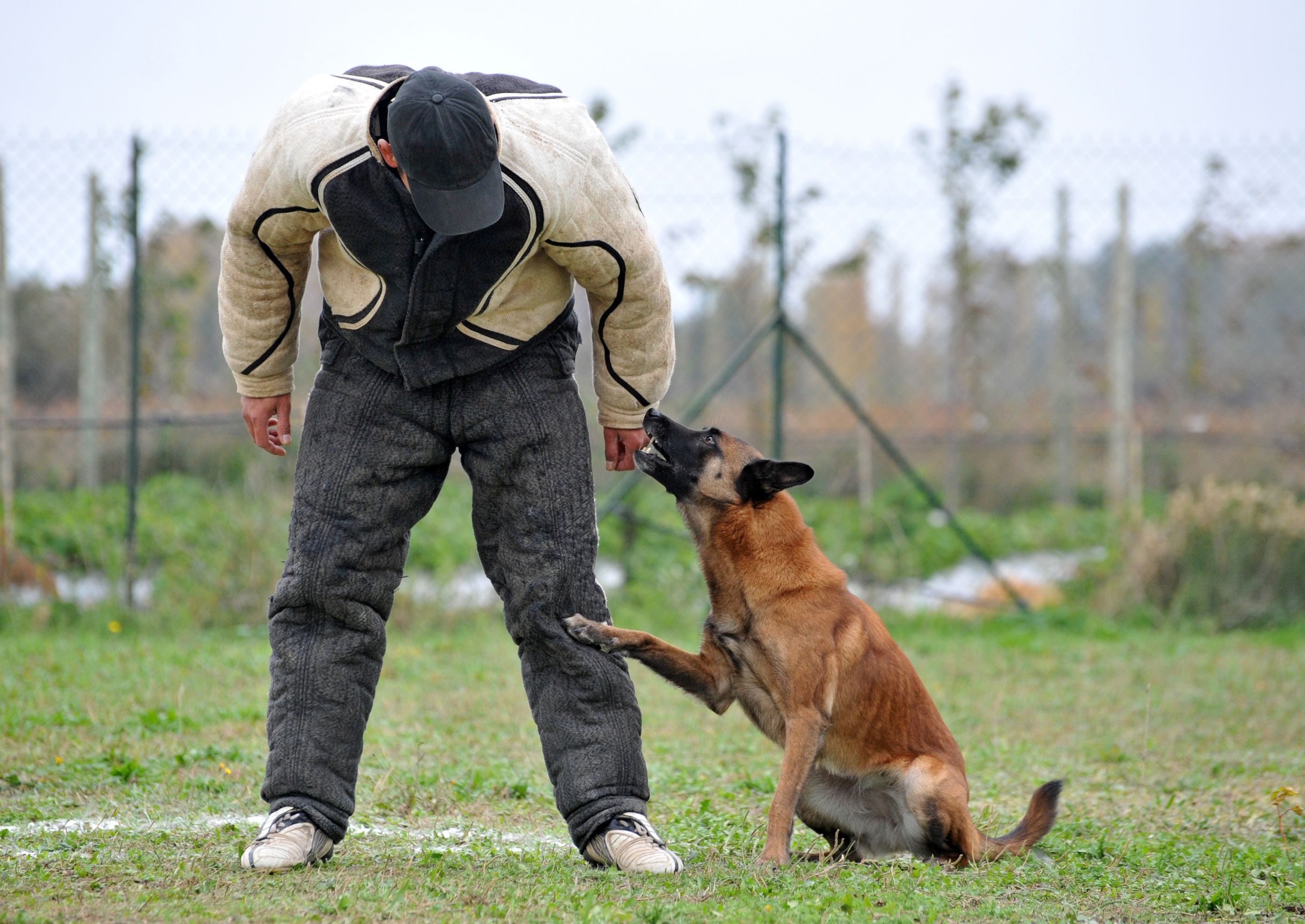Are Puppy Training Classes in Murrieta CA a Good Idea?