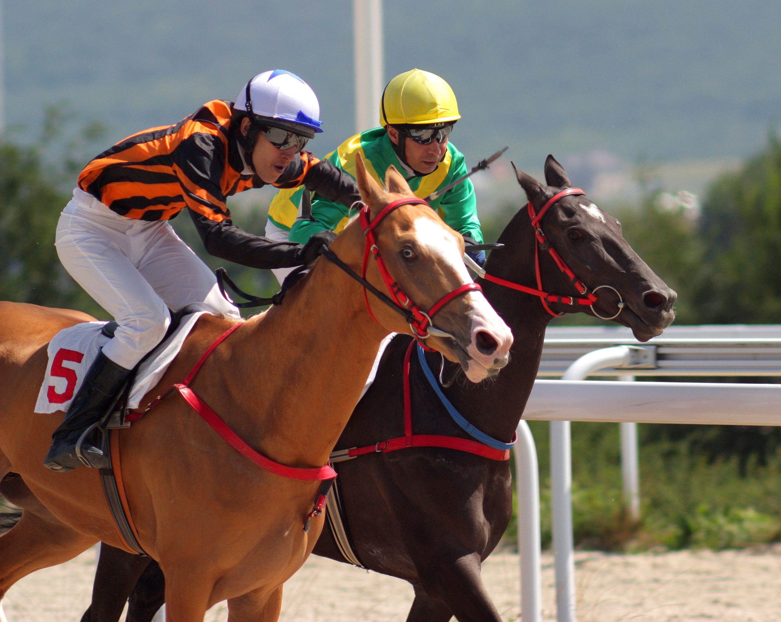 Essential Tips for a Happy Soul Horse