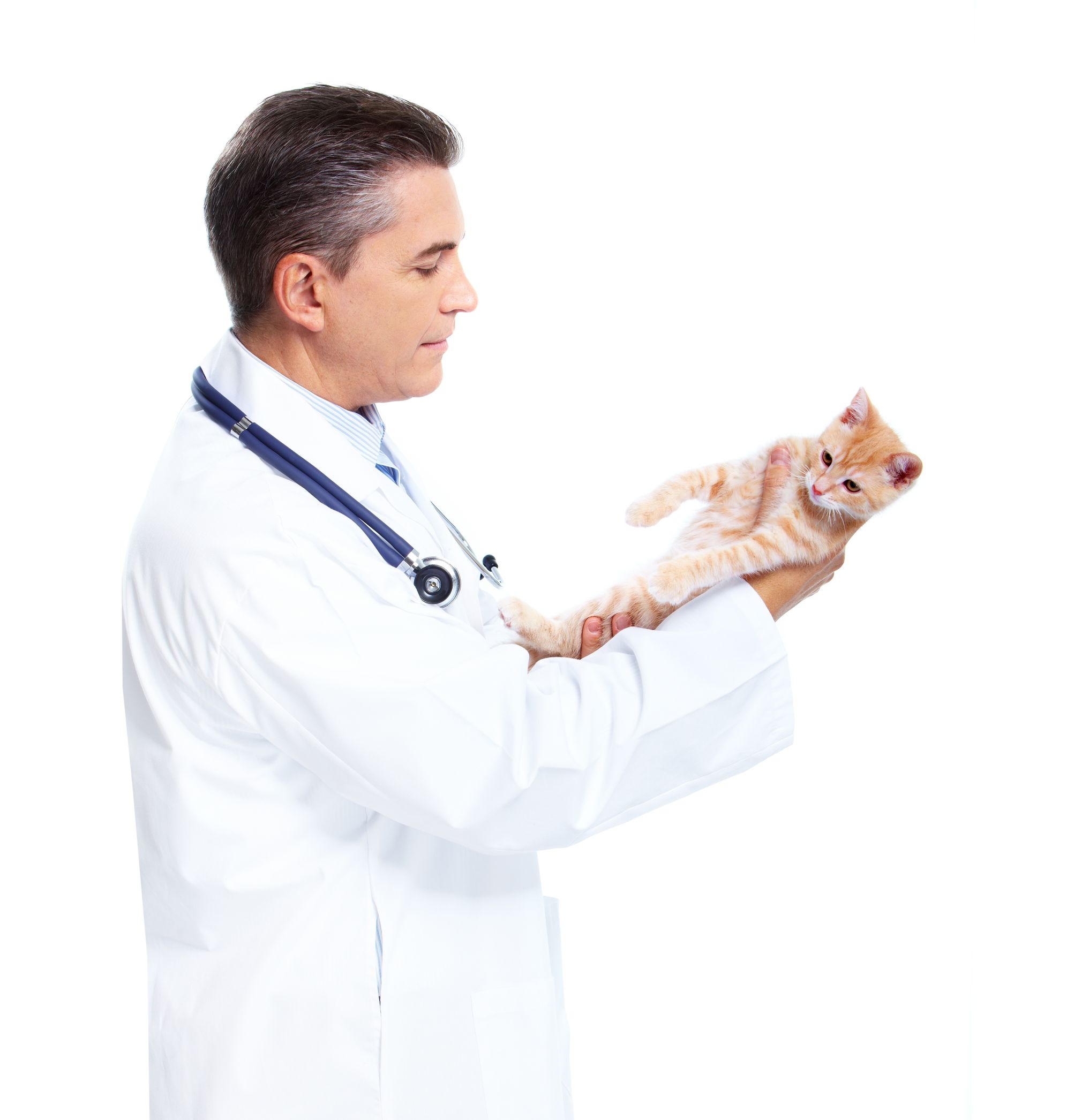 Seasonal Pet Care Tips From a Leading Pet Hospital in Sarasota, FL