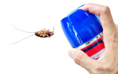 How to Get Superior Services for Pest Removal in Wildomar, CA