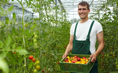 Family Fun Awaits at Apple Orchards Weston MO for Your Next Autumn Adventure