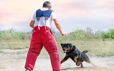 Why Dog Obedience Training Boca Raton FL Helps Create Happier Family Pets