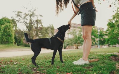 Essential Tips for Raising Well-Behaved Dogs with Puppy Training Tucson AZ Parents Trust