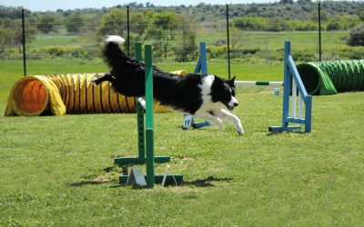 How Dog Training Brevard County FL Solutions Can Transform Your Pups Obedience