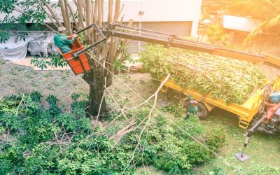 Protecting Property Value Starts with Tree Trimming in Jacksonville, FL Care