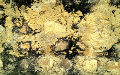 Safe Indoor Environments Achieved Through Mold Remediation in Hinsdale, IL