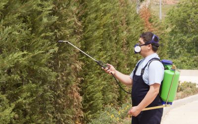 Non-Selective Herbicides Explained for Homeowners Seeking Fast Weed Management