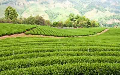 Understanding Mankato, MN Farmland Valuation to Maximize Your Property’s Worth
